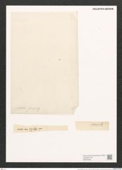 Amphora elliptica (Ag.) Kuetz. (de-Toni-Nr.: Genus 36, Species 1637) Zeichnungen Sammlung Grunow (NHMW-BOT-W0370559)